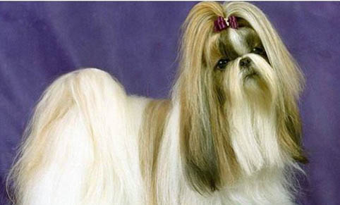 西施犬的性格是怎么樣的呢
