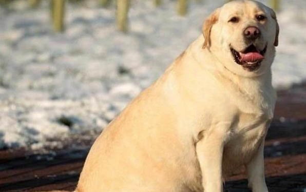 英國斗牛犬價格多少錢一只