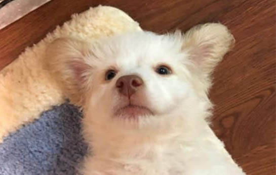 狗狗一定要斷尾嗎
