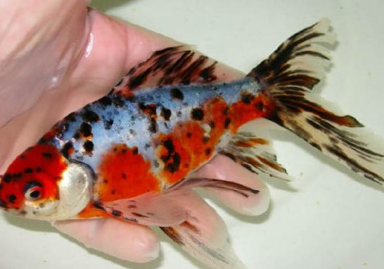 養魚的水混怎么辦