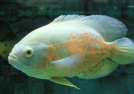 地圖魚(yú)可以和鸚鵡魚(yú)一起養(yǎng)嗎
