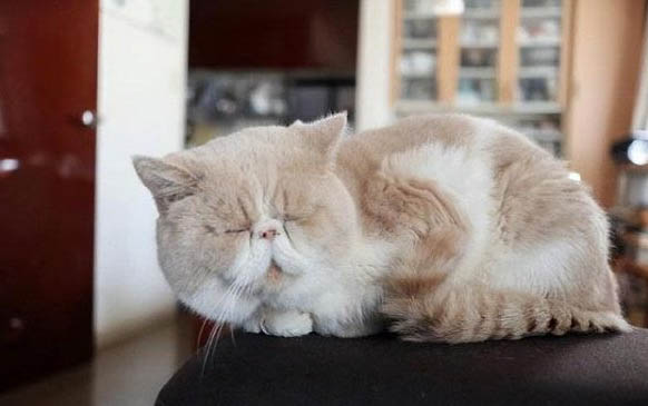 飼養貓咪注意事項