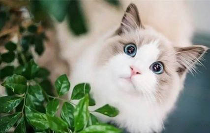 小貓懷孕初期多久能看出來