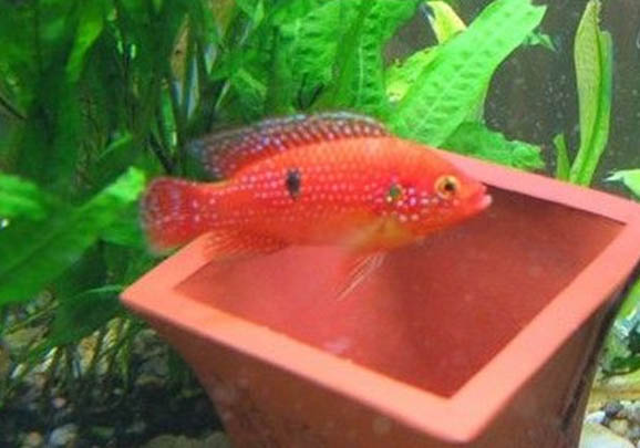 紅寶石魚如何分公母?