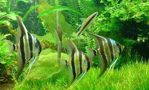一畝魚塘能養(yǎng)多少草魚