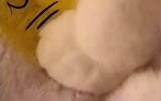 貓咪三聯要多久一次
