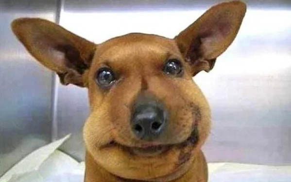 狗狗怎么預防細小和犬瘟
