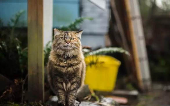 小貓多大可以斷奶送人