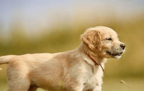 金毛犬多大開始訓練好