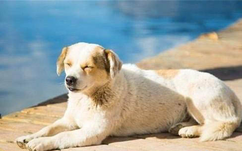 如何照顧老年犬