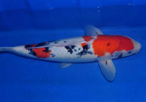 魚缸養(yǎng)錦鯉冬天需要打開氧氣泵嗎