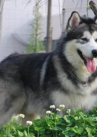 中國允許養的大型犬