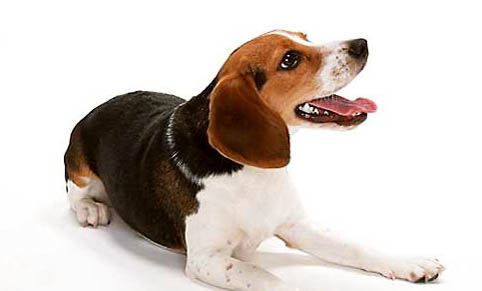 文明養犬要注意哪些方面