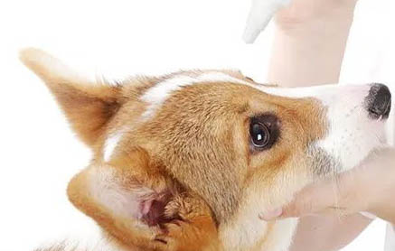 狗狗細小治療的方法