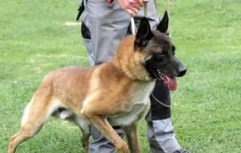 怎么訓練馬犬下水游泳