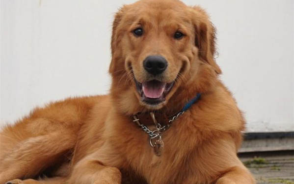 成年金毛犬正常體重是多少