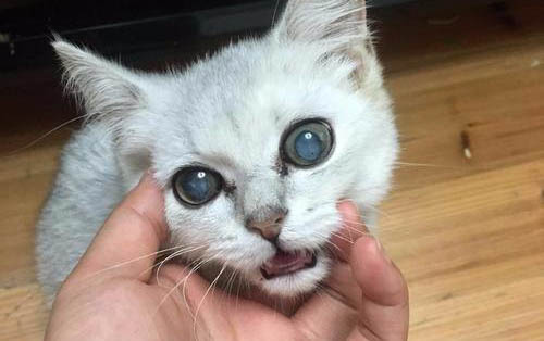 貓咪患有腸胃炎的癥狀表現