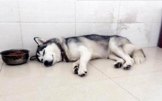 細小病毒狗狗會有哪些表現