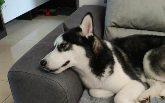 狗狗懷孕注意事項有哪些