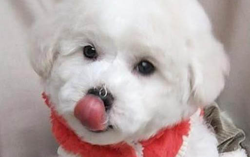 狗狗眼睛里有狗毛怎么辦