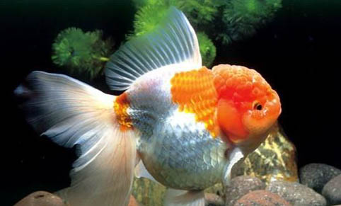 水質(zhì)性魚(yú)病的防治知識(shí)