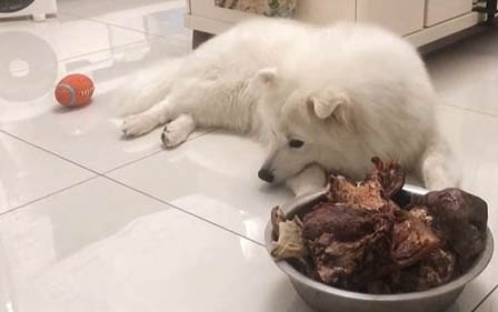 狗懷孕咳嗽能吃藥嗎