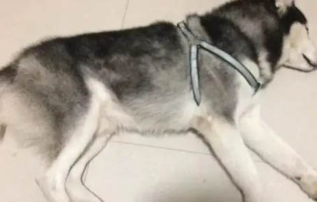 哈士奇價格是多少
