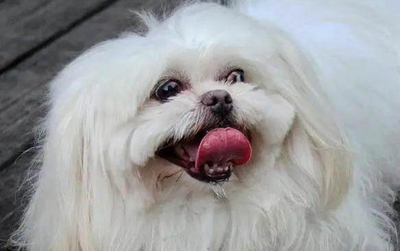 狗狗產崽需要人幫忙嗎