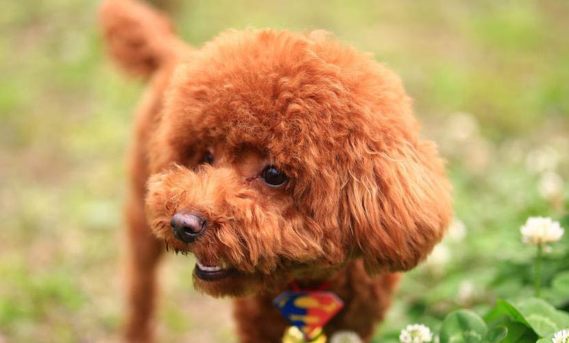 泰迪狗眼睛變紅的原因及處理方法