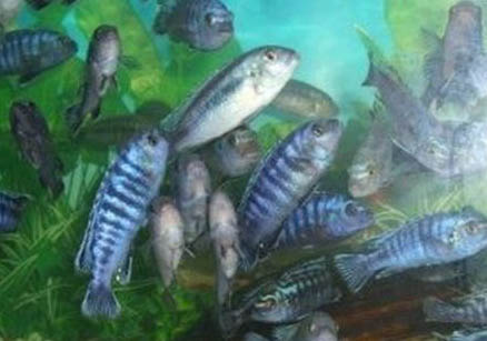 熱帶魚腹水怎么治療