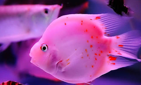 魚缸24小時(shí)開燈對(duì)魚有影響嗎?