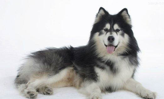 怎么喂養(yǎng)阿拉斯加雪橇犬幼犬