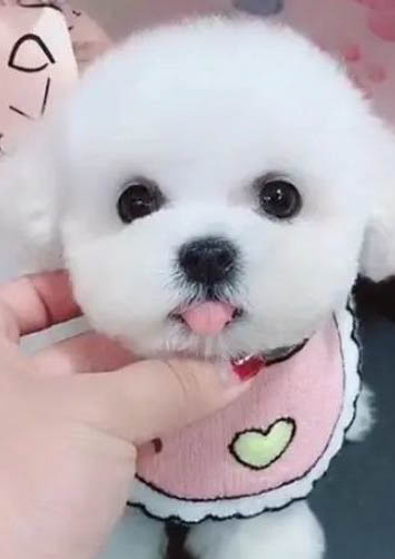 比熊毛不白是什么原因