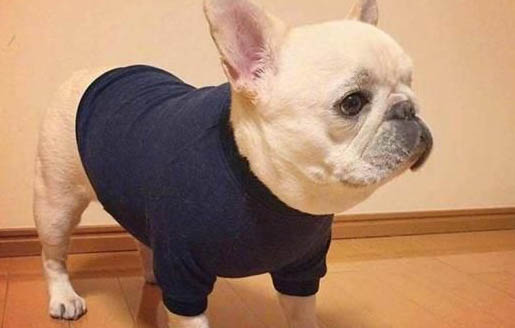 法國斗牛犬可以吃什么水果和青菜