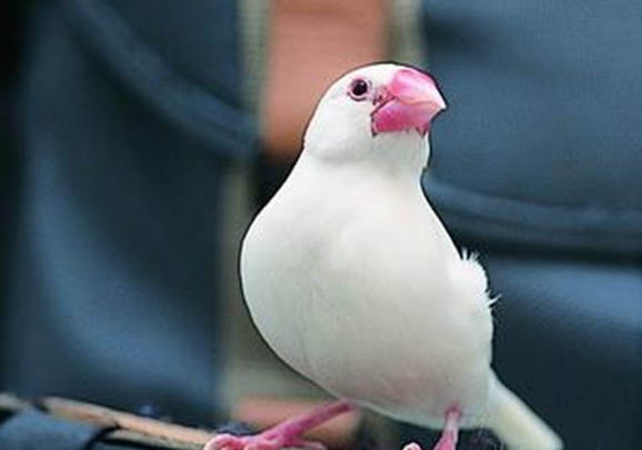 白文鳥如何訓練