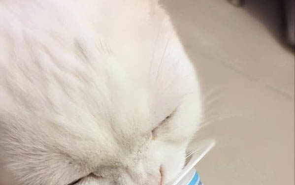 貓咪吐綠水是什么原因