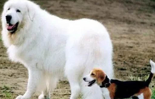 大白熊犬打架能排第幾