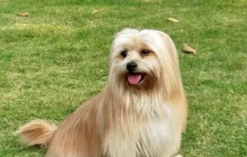 品尼高狗糧廠家
