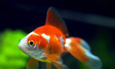冬季預防金魚栽頭