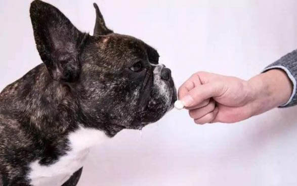 犬瘟狗狗多久不吃東西