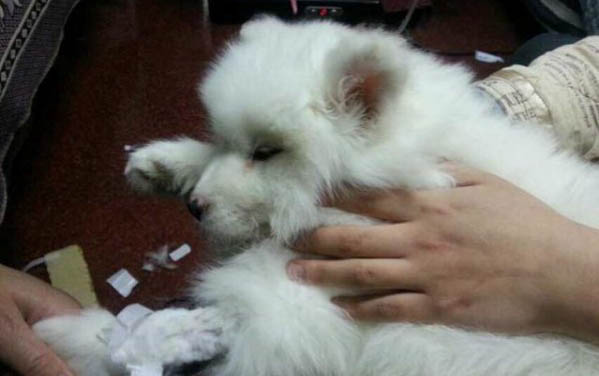 金毛如何看純不純