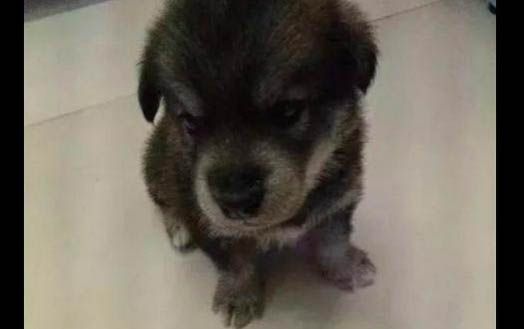 如何鑒別正品金毛狗糧呢
