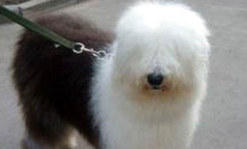 狗細小病和犬瘟如何治療比較好