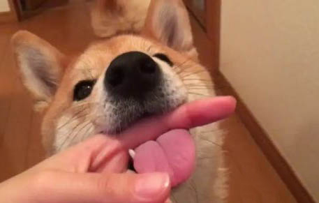 柴犬可以在東北室外養嗎