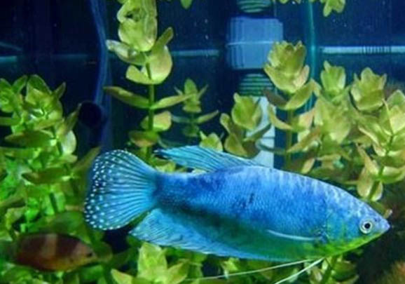 藍星魚的繁殖技術(shù)
