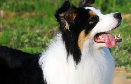 隕石邊境牧羊犬價格多少