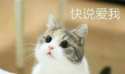 貓咪冬天能承受多少度