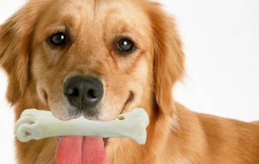狗狗磨牙棒幾個月開始吃