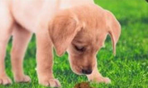 高加索犬飼養(yǎng)方法和注意事項(xiàng)