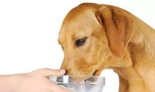 比格犬是哪個國家的犬種